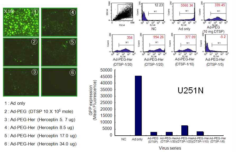 그림. 12 Her2/neu를 발현하지 않는 세포에서 Ad/PEG-HER를 이용한 도입 효율 비교, 검증
