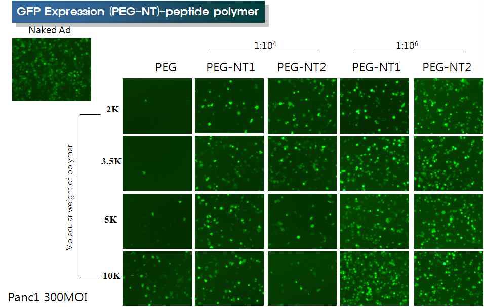 그림. 13 NTR을 과발현하는 세포에서 Ad/PEG-NT의 분자량, 합성 비율에 따른 도입 효율 비교, 검증