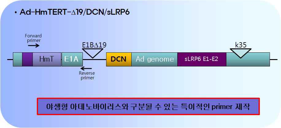 그림 14. Ad-HmTERT-19/DCN/sLRP6에 특이적인 primer의 합성