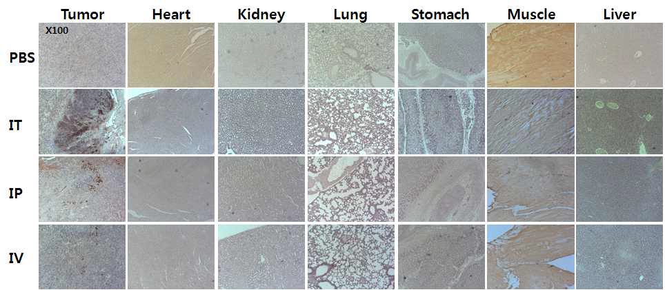 그림 20. 투여 경로별 아데노바이러스/고분자 복합체의 여러 장기 조직내 존재 여부 확인