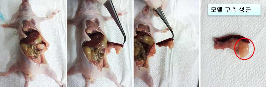 그림 23. 췌장암 동소이식 모델 구축 후 종양 생성 확인