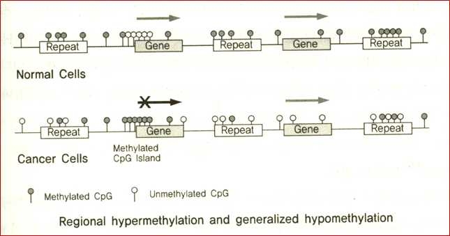 그림 18. DNA 메틸화와 암 발생의 연관성에 대한 가설