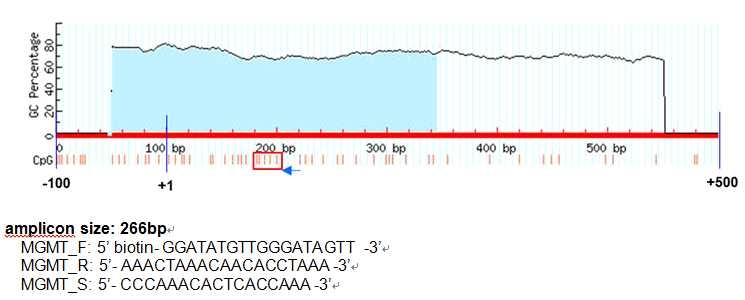 그림 25. MGMT 유전자의 PCR primer와 amplicon