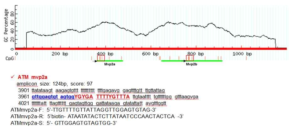 그림 26. ATM 유전자의 PCR primer와 amplicon