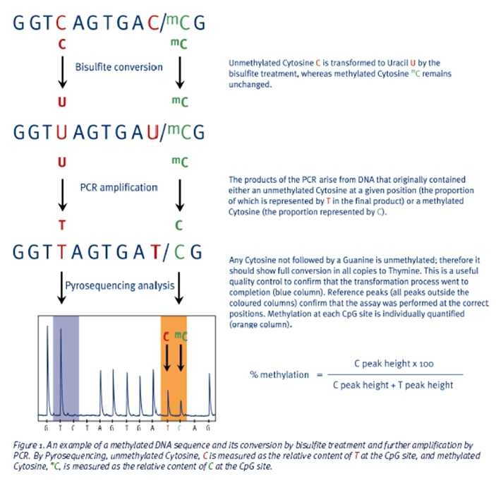 그림 28. Pyrosequencing 방법의 개요