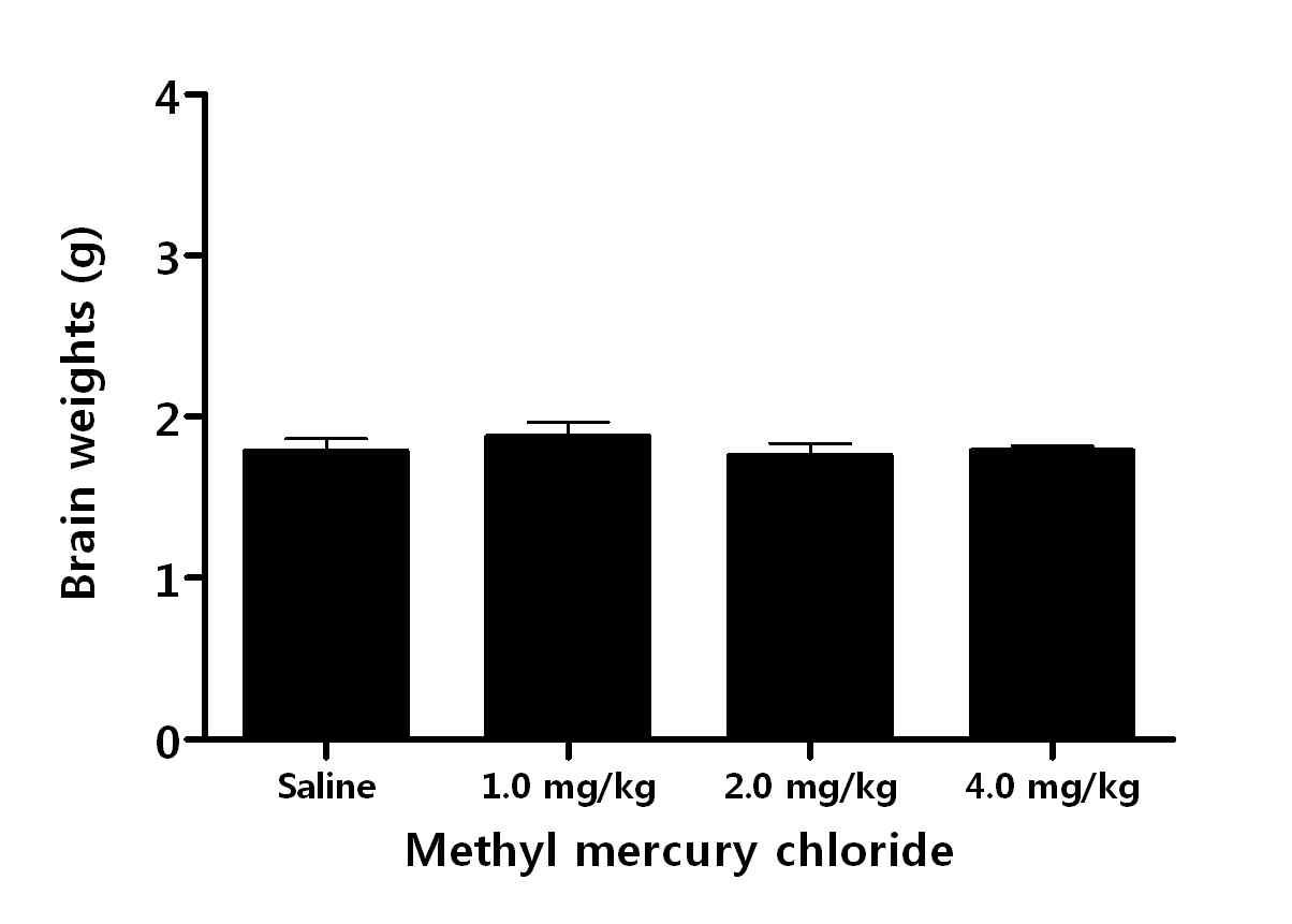 메틸 염화수은 (methyl mercury chloride)를 주 5회, 2주 반복 투여한 Wistar rat의 뇌 무게 변화