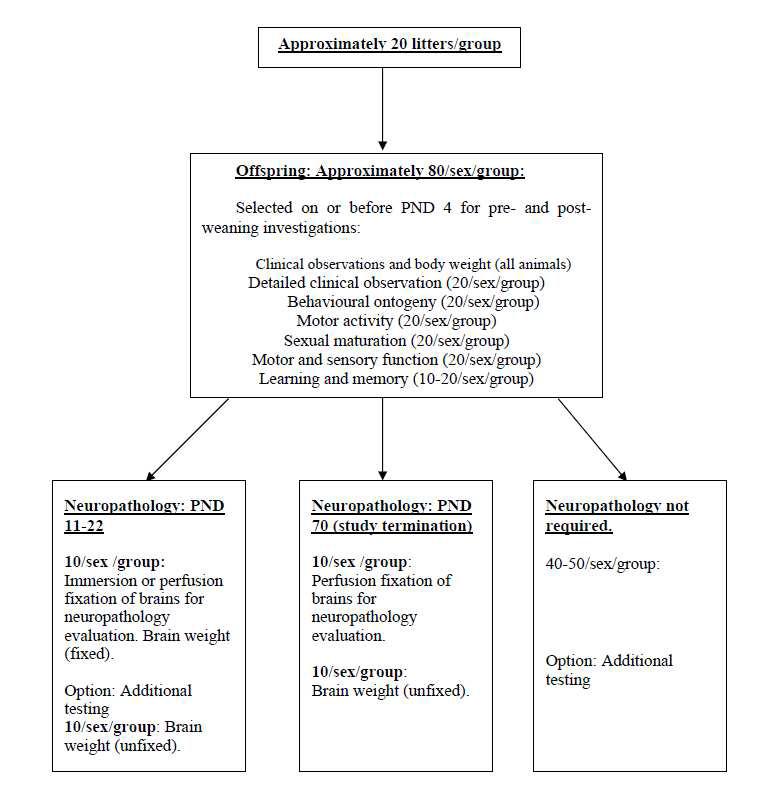 General testing scheme for functional/behavioural tests, neuropathology evaluation, and brain weights. This diagram is based on the description in paragraphs 13-15 (PND=postnatal day). Examples of animal assignment are given in Appendix 1.