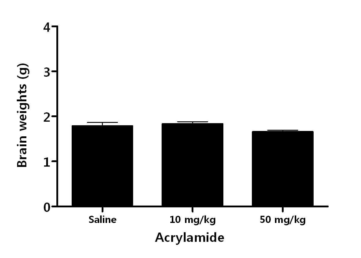 Acrylamide를 주 5회, 2주 반복 투여한 Wistar rat의 뇌 무게 변화