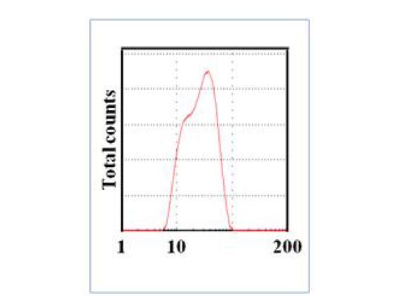 이산화규소 (SiO₂) 20 nm의 hydrodynamic size