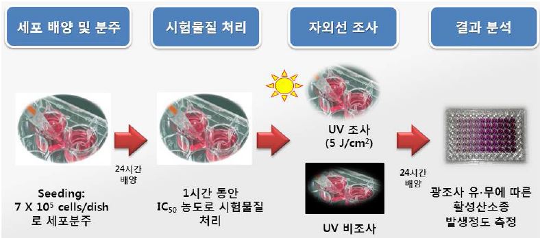 Fig. 13. 토끼 각막세포주를 이용한 광독성 시험 절차