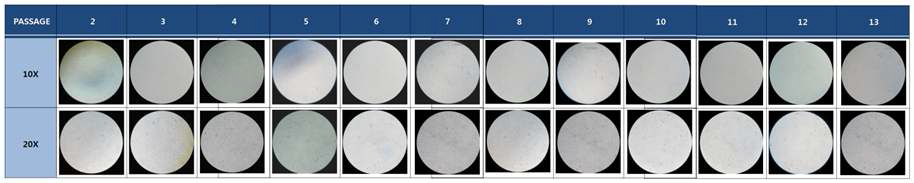 Fig. 15. 토끼 각막세포주(SIRC)의 형태학적 관찰 결과