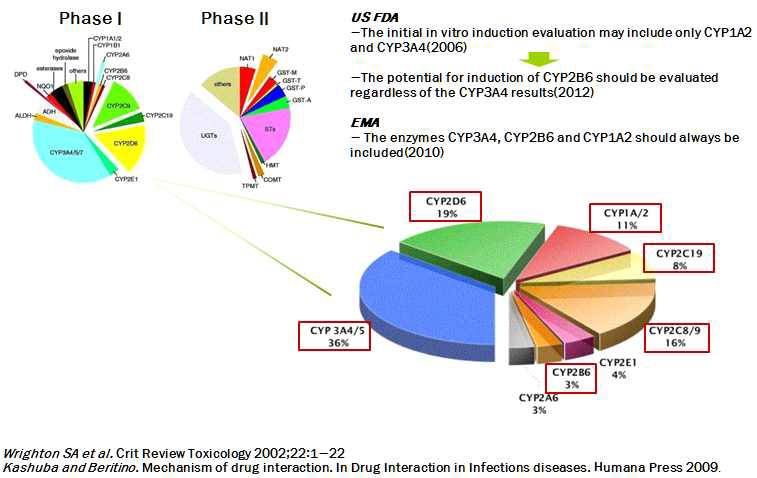 약물대사에 관여하는 주요 CYP isozyme
