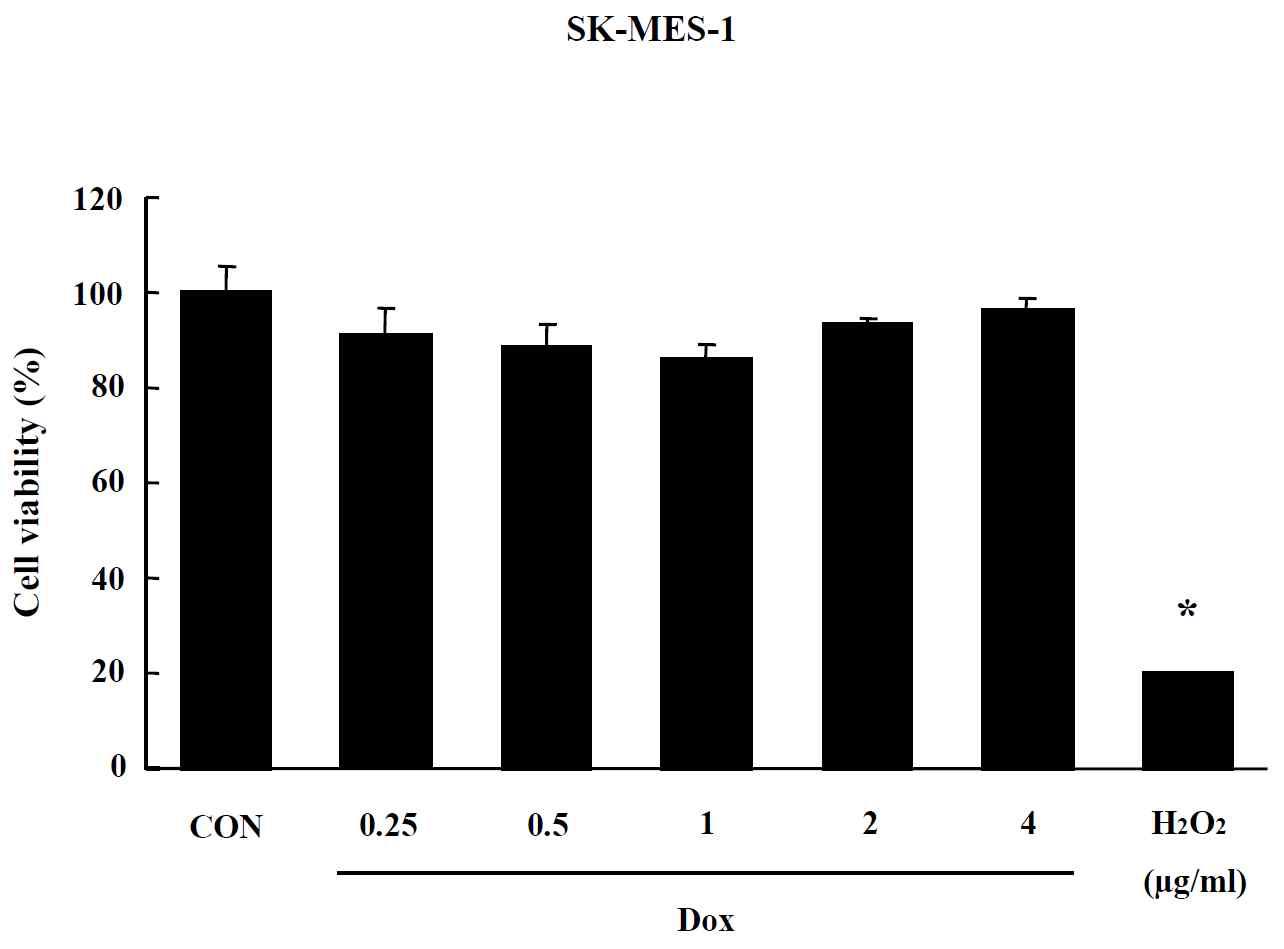 Effects of Liposome on MTT assay in SK-MES-1 cells. Cells were treated with drug for 24 hr. Data are shown as means ± SE (n = 5). * p<0.05, significantly different from the control.