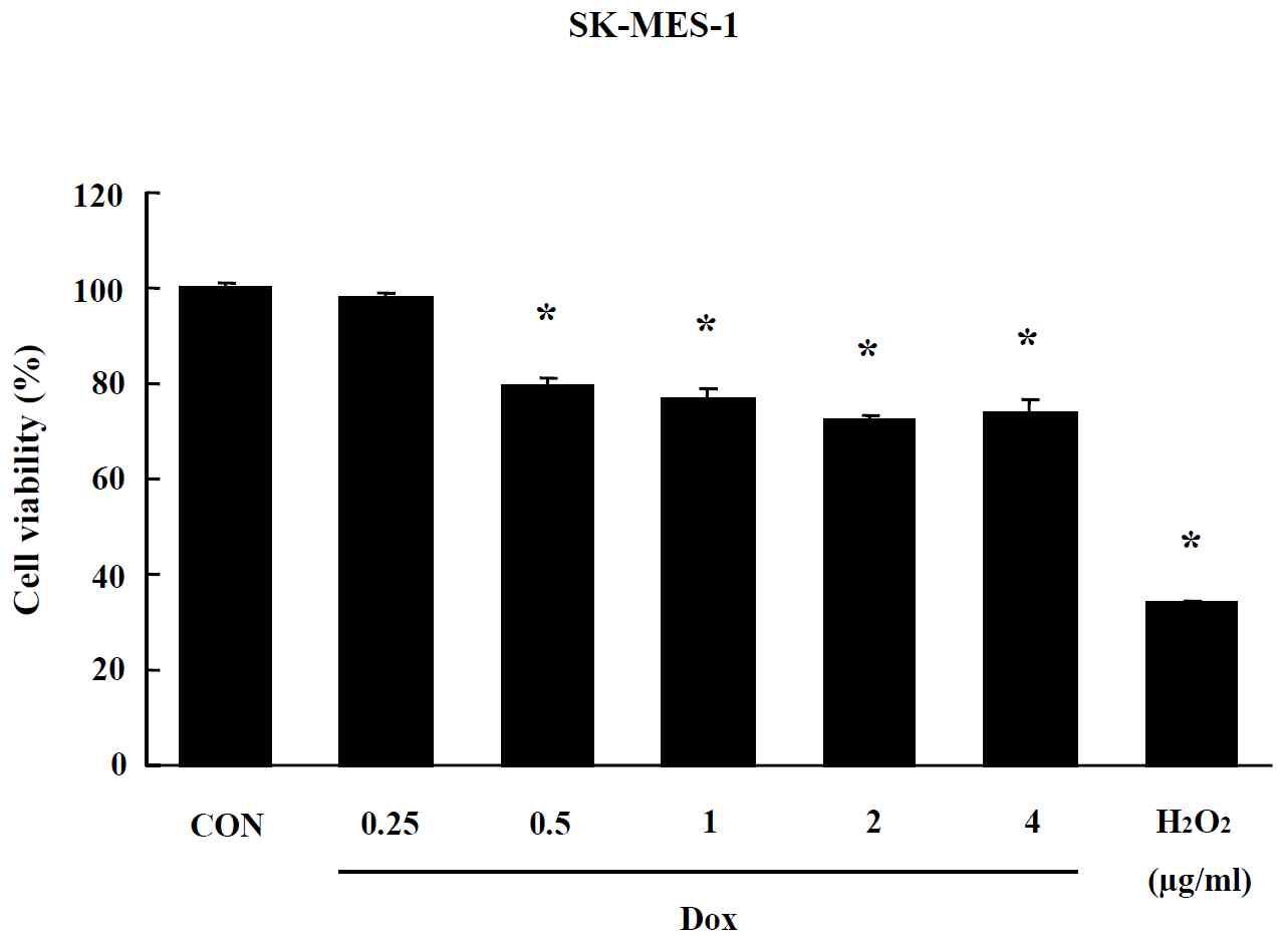 Effects of CNT on MTT assay in SK-MES-1 cells. Cells were treated with drug for 24 hr. Data are shown as means ± SE (n = 5). * p<0.05, significantly different from the control.