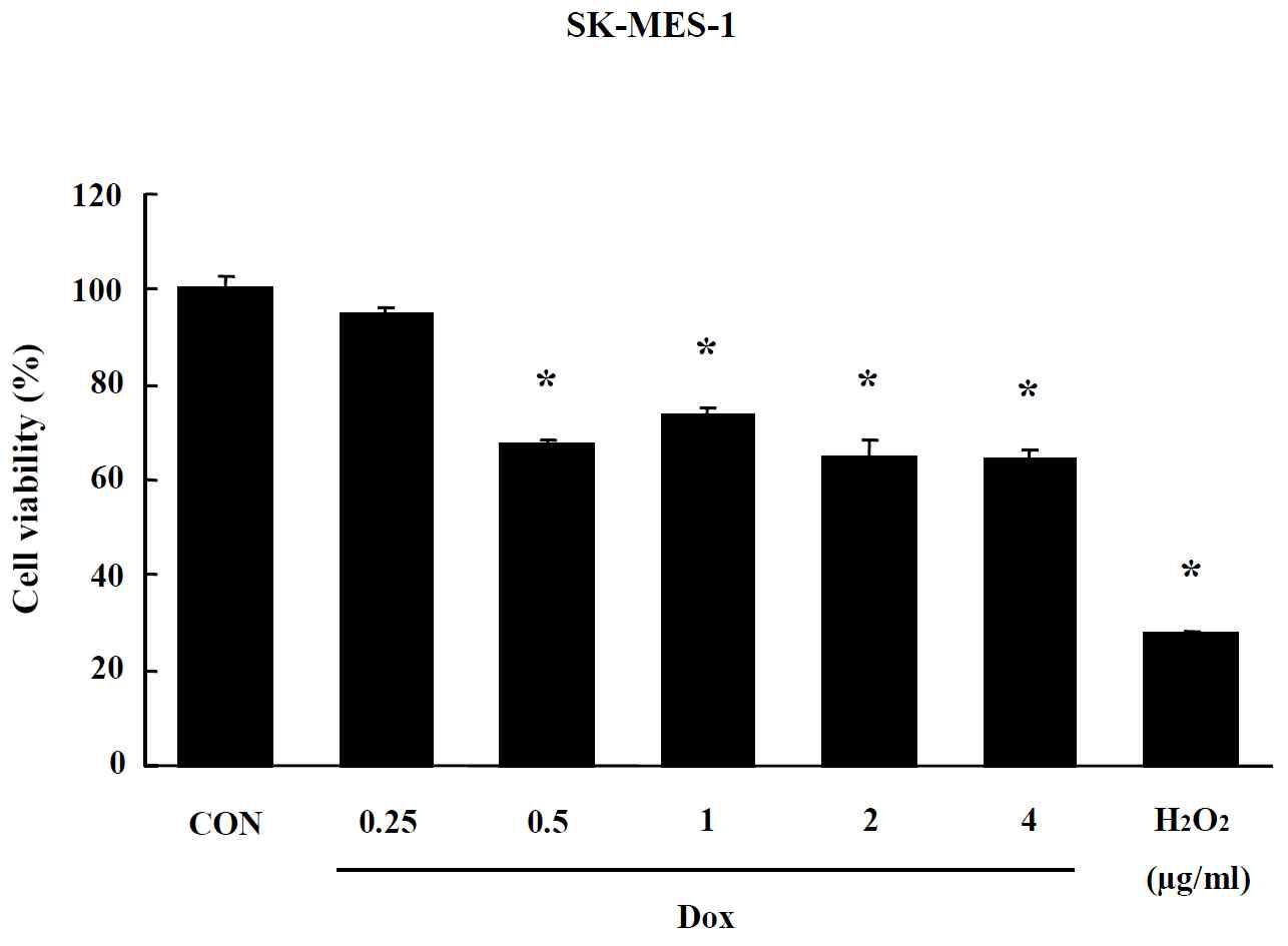 Effects of Dox-CNT on MTT assay in SK-MES-1 cells. Cells were treated with drug for 24 hr. Data are shown as means ± SE (n = 5). * p<0.05, significantly different from the control.