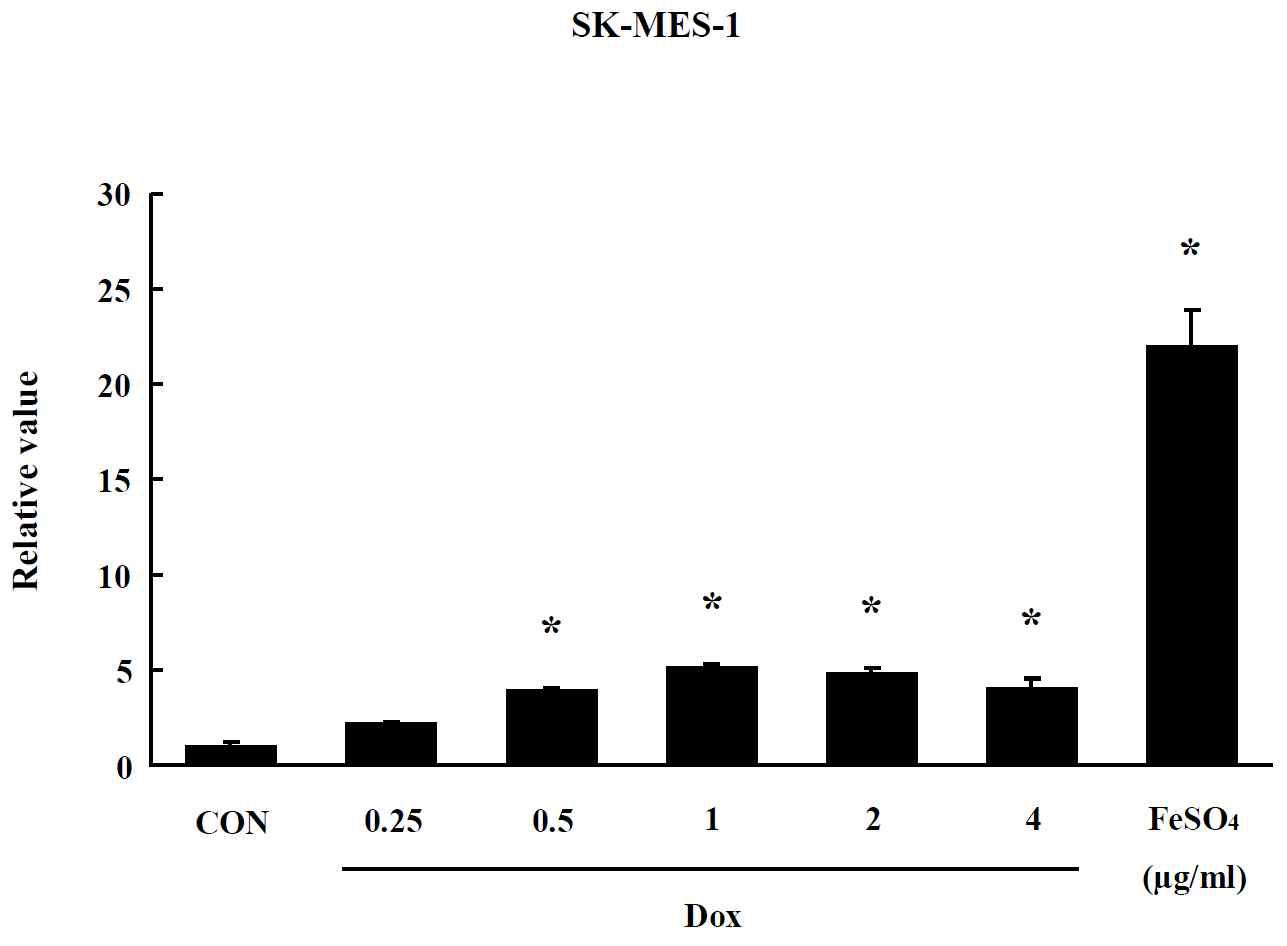 Effect of CNT on oxidative stress in SK-MES-1 cells. The level of ROS production was expressed as the relative value of the untreated control group after 24 hr exposure to CNT. Data are shown as means ± SE (n = 5). * p<0.05, significantly different from the control.