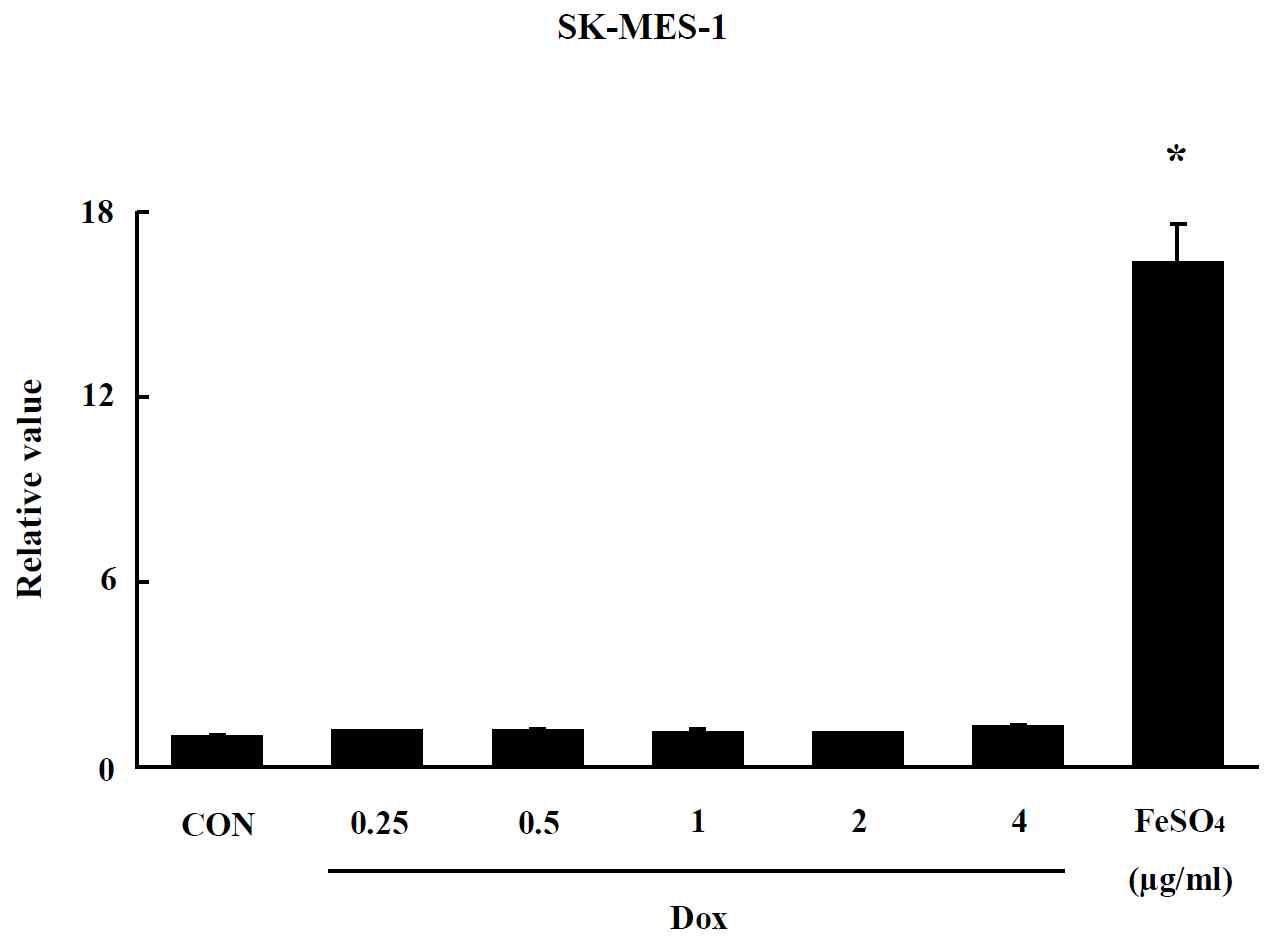 Effect of Dox on oxidative stress in SK-MES-1 cells. The level of ROS production was expressed as the relative value of the untreated control group after 24 hr exposure to Dox. Data are shown as means ± SE (n = 5). * p<0.05, significantly different from the control.