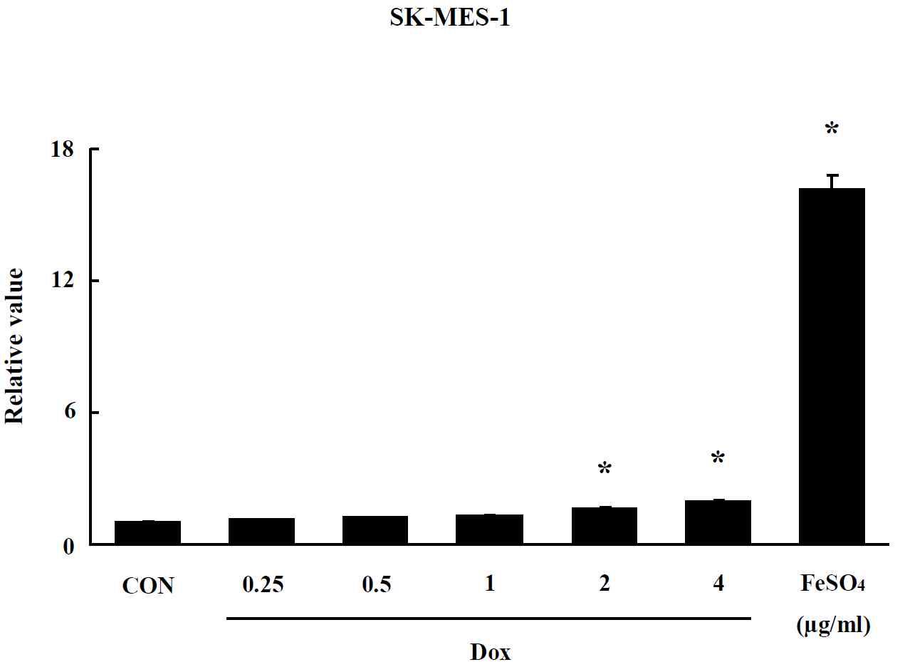 Effect of Doxil on oxidative stress in SK-MES-1 cells. The level of ROS production was expressed as the relative value of the untreated control group after 24 hr exposure to Doxil. Data are shown as means ± SE (n = 5). * p<0.05, significantly different from the control
