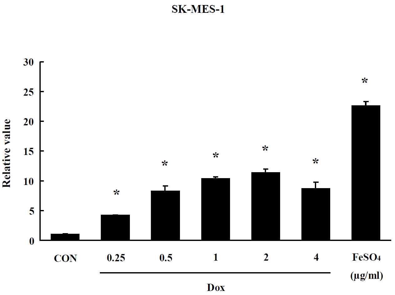 Effect of Dox-CNT on oxidative stress in SK-MES-1 cells. The level of ROS production was expressed as the relative value of the untreated control group after 24 hr exposure to Dox-CNT. Data are shown as means ± SE (n = 5). * p<0.05, significantly different from the control.