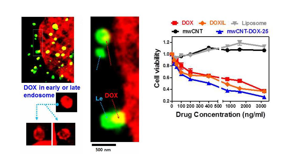 Intracellular trafficking and effectiveness of CNT-Dox compared to Dox and Doxil