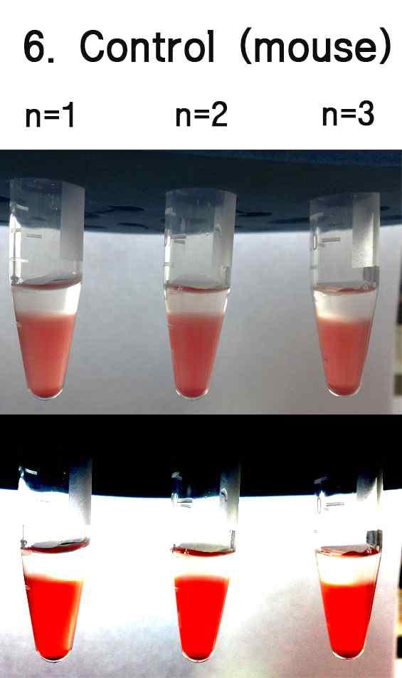 Control of mouse erythrocyte agglutination and sedimentation. Erythrocyte were treated with PBS for 2 h.