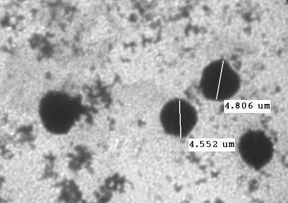 Control of mouse erythrocyte morphology observed under the TEM