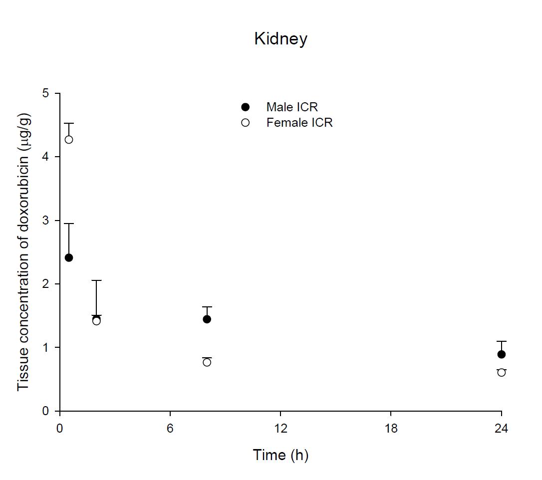 Time courses of doxorubicin amount in the kidney after an intravenous injection of DOX 5 mg/kg in male and female ICR mice