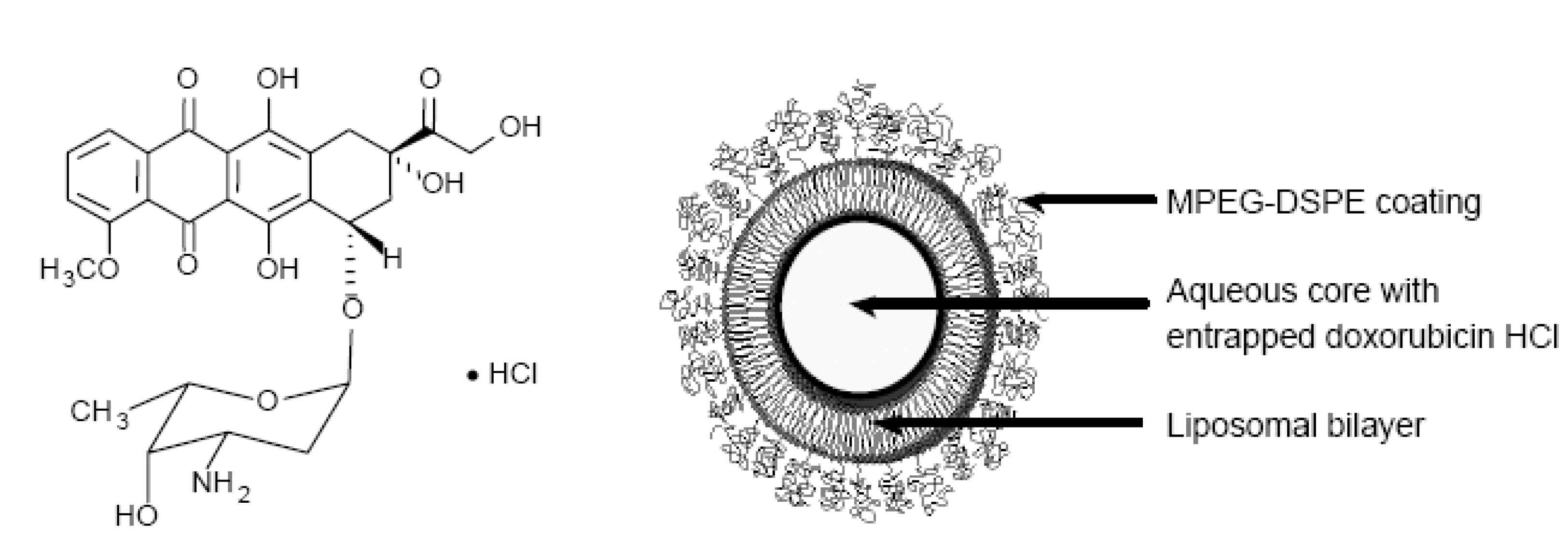 항암제 Doxorubicin의 화학구조와 Doxil 의단면도