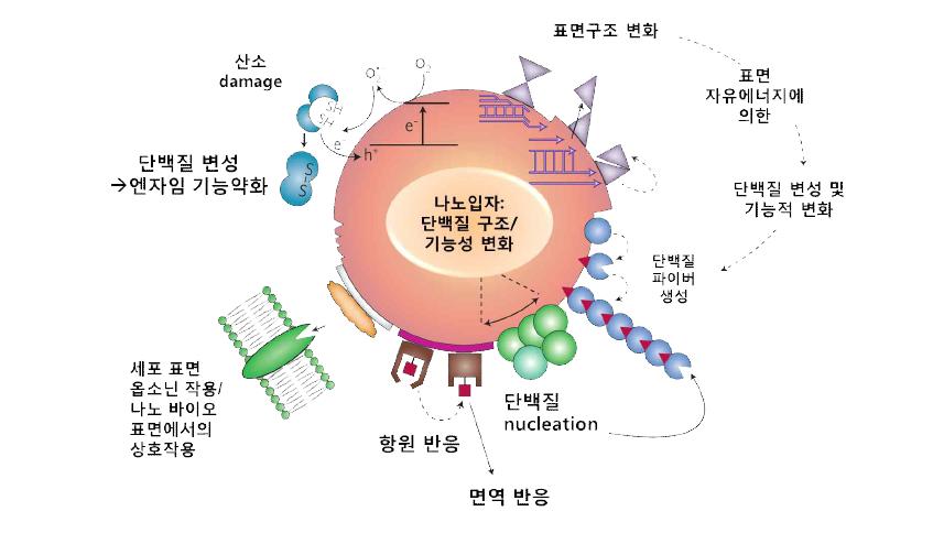 나노물질의 표면적 특성에 의한 면역/혈액 반응 활성화