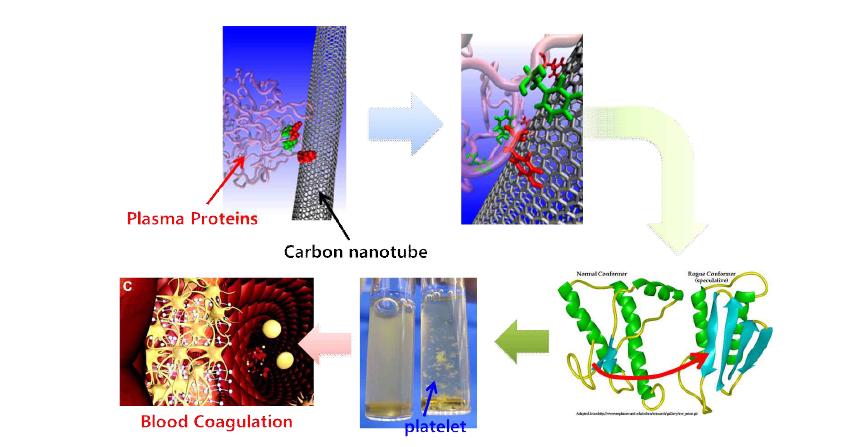 나노물질의 혈액 적합성 및 혈청 단백질 활성화에 따른 혈액 응고