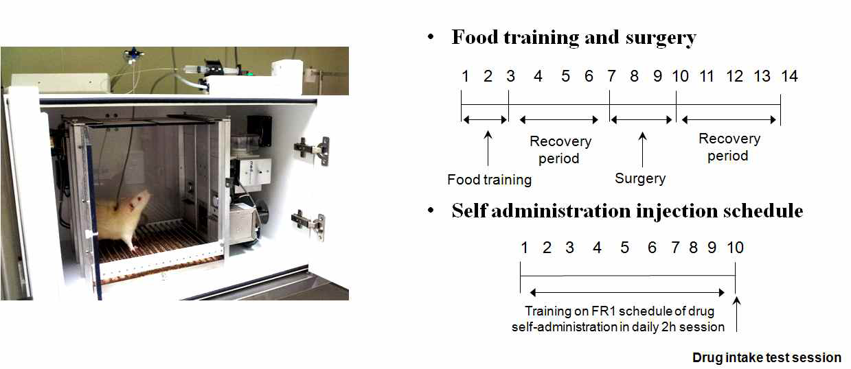 그림. 5. Self-administration 실험장치 및 실험스케쥴