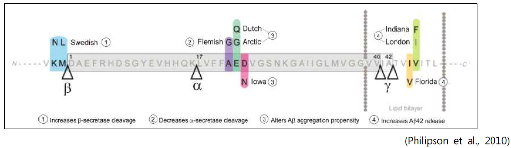 APP 유전자 돌연변이와 분해위치 모식도
