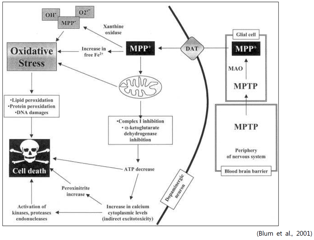 MPTP의 신경독성 발현기전 모식도