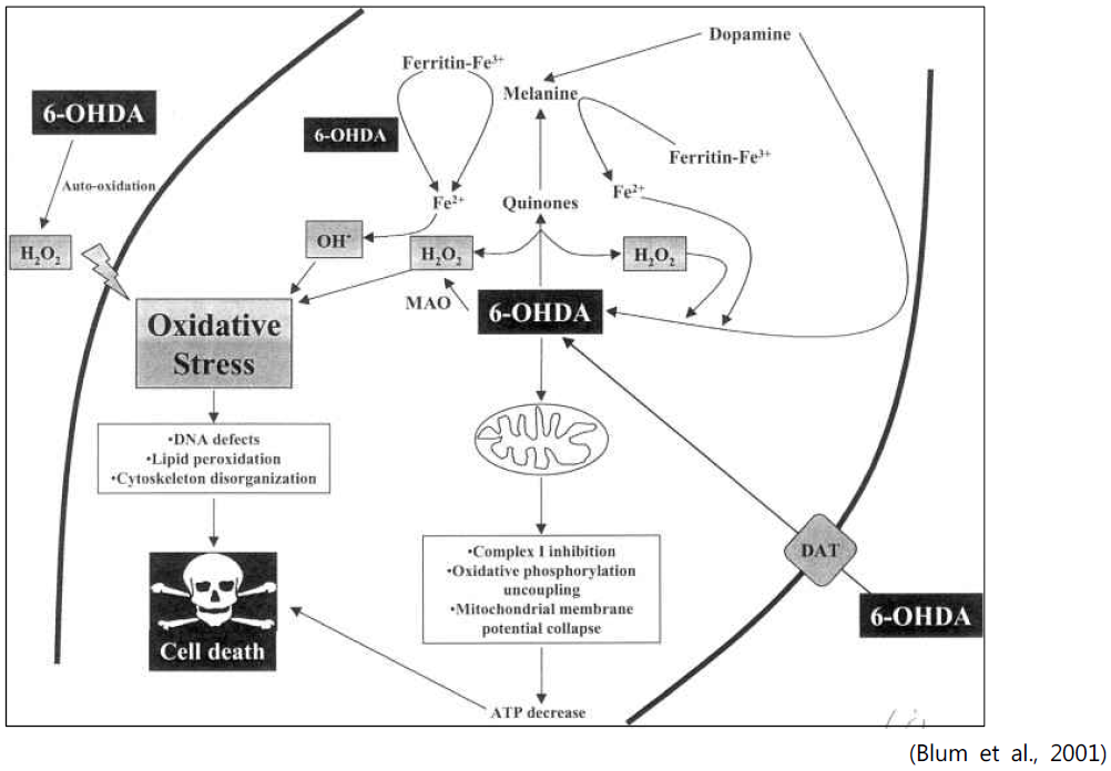6-OHDA의 신경독성 발현기전 모식도