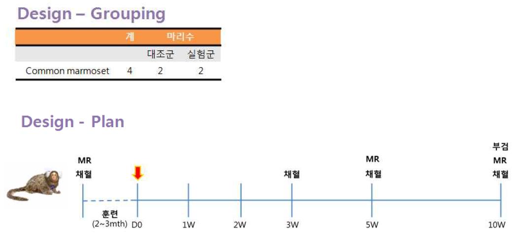 6-OHDA 투여 계획 모식도