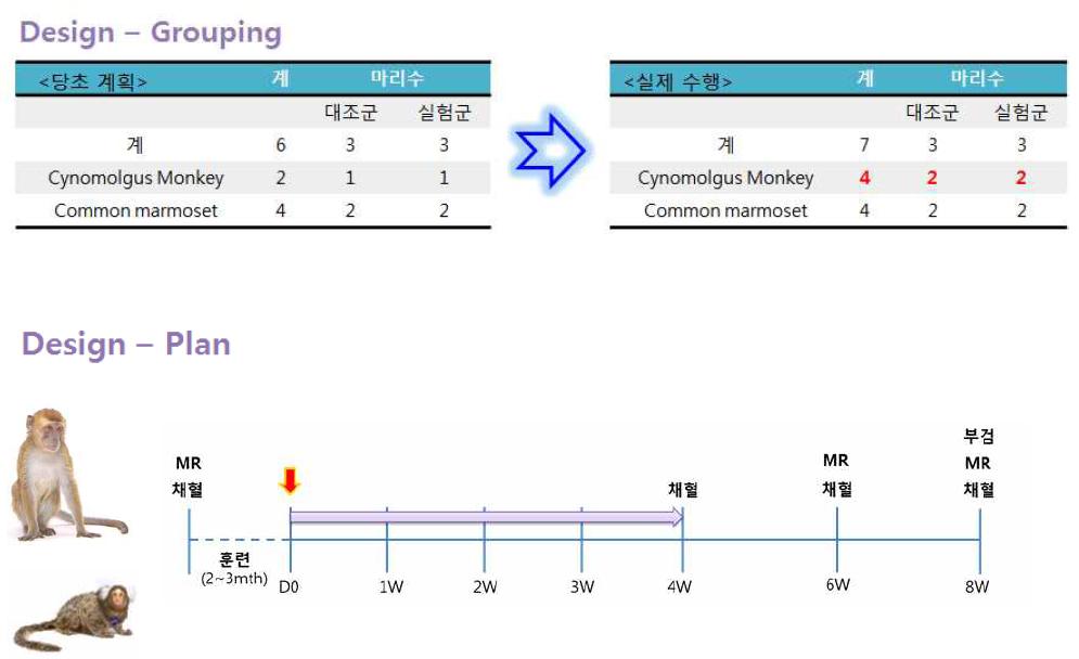 Aβ 투여 계획 모식도