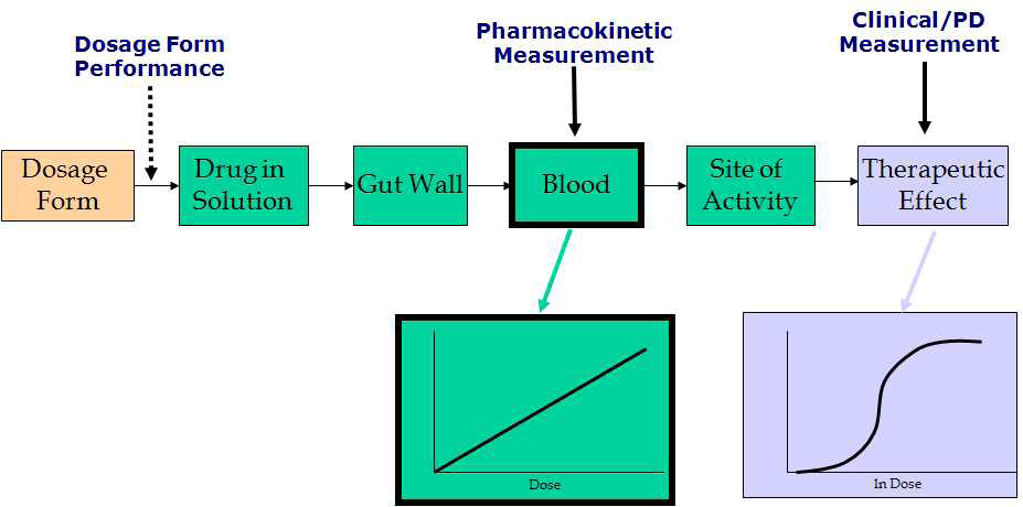그림 3. 경구투여약물의 약동학적 특성과 약효(약물반응)과의 관련성 모식도
