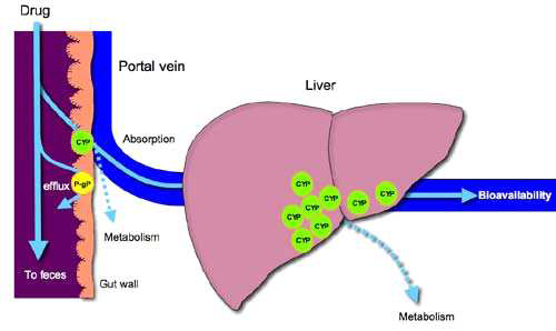 그림 4. 약물의 초회통과효과