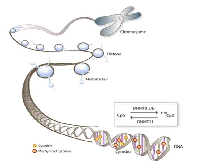 그림 2. DNA methylation의 기작