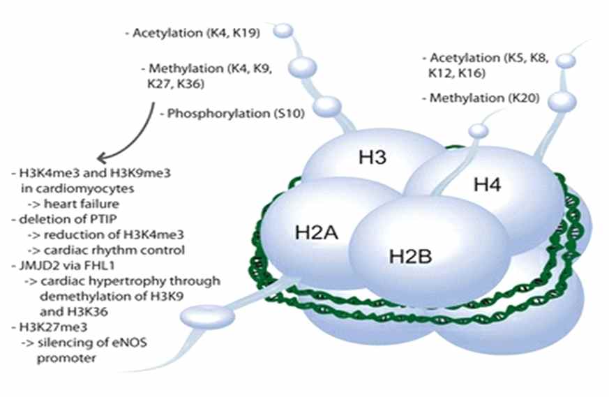 그림 4. Histone 변형의 구조