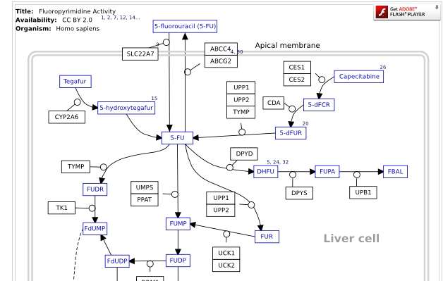 그림 5. Fluorouracil(5-FU)의 interactive pathway