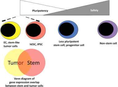 Fig. The relationship between pluripotency and tumorigenecity.