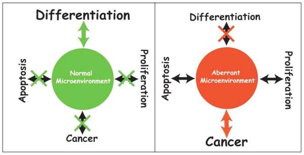 Fig. Integration of signaling pathways by the microenvironment