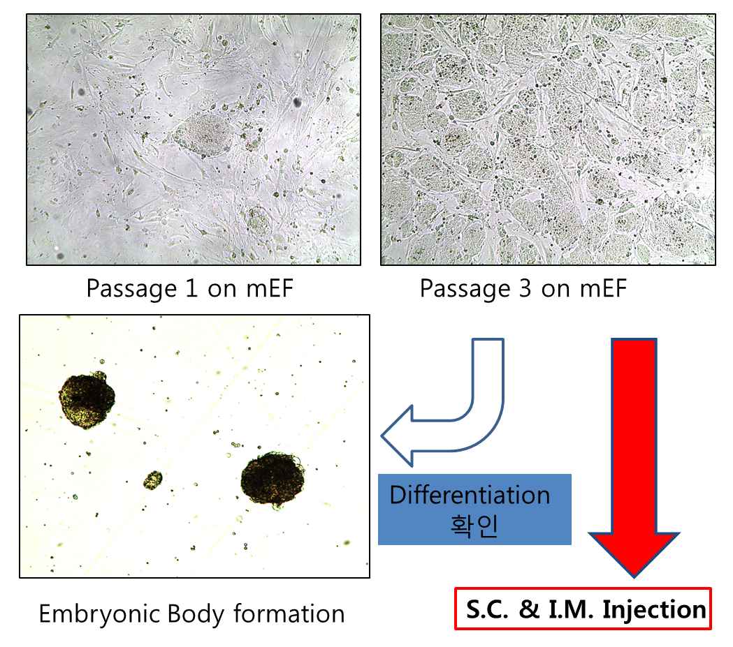 Figure 1. Mouse Embryonic stem cell(D3) on feeder layer and feeder free layer