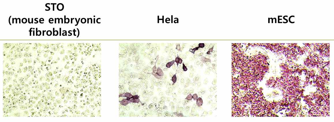 Figure 2. Alkaline Phosphatase staining of STO cell, HeLa cell, mESC