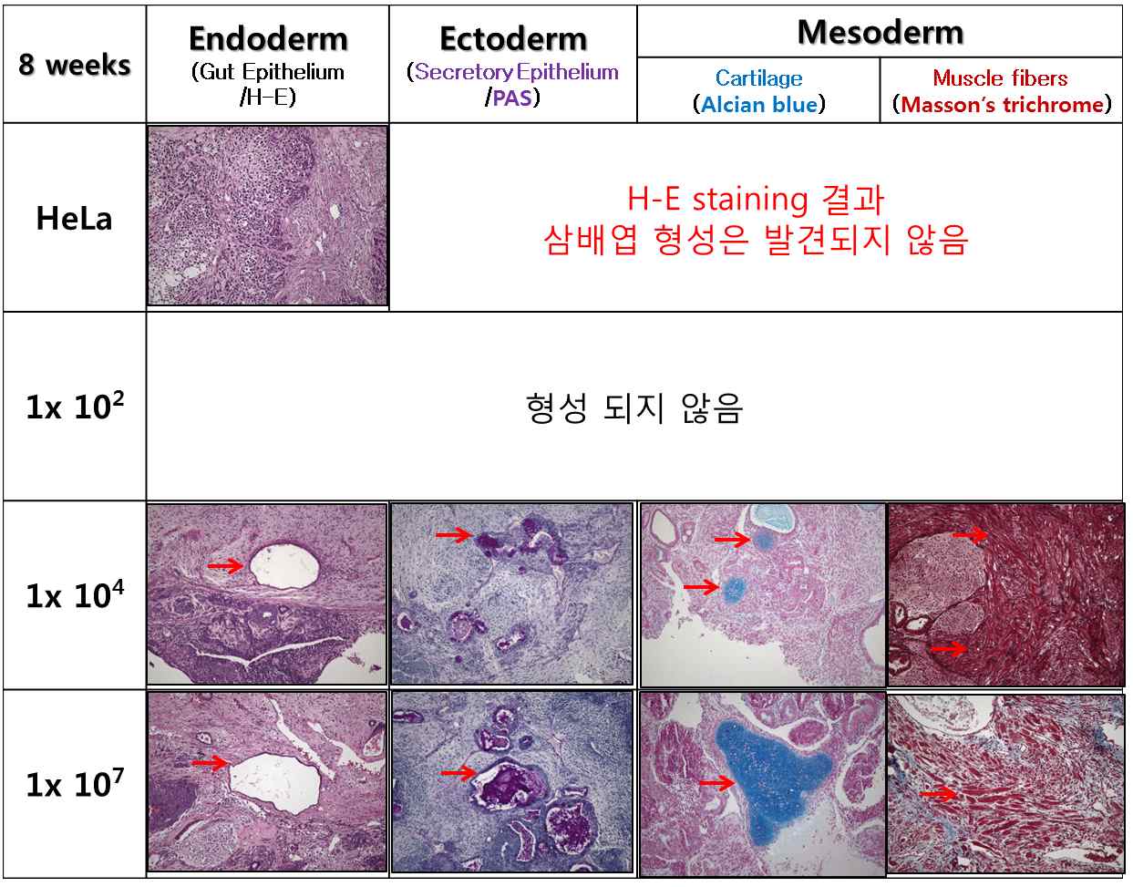 Figure 10. Histopathological Analysis of three germ layer in S.C. at 8 weeks