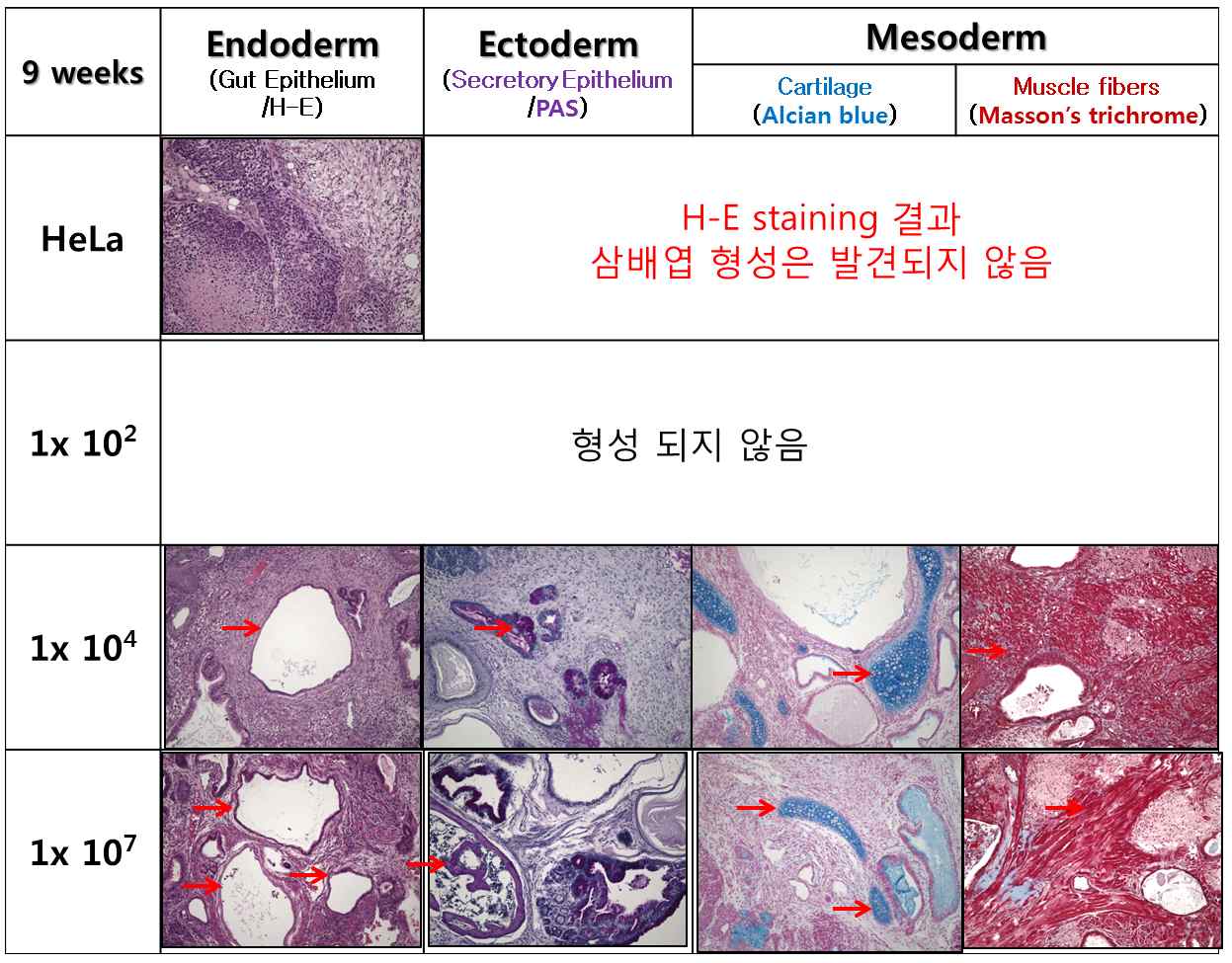 Figure 11. Histopathological Analysis of three germ layer in S.C. at 9 weeks