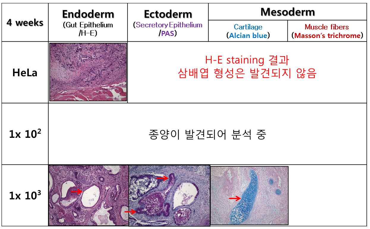 Figure 20. Histopathological Analysis of three germ layer in I.M. at 4 weeks