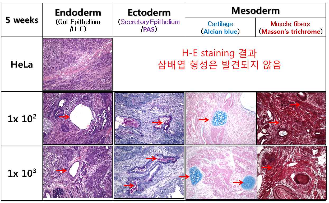 Figure 21. Histopathological Analysis of three germ layer in I.M. at 5 weeks
