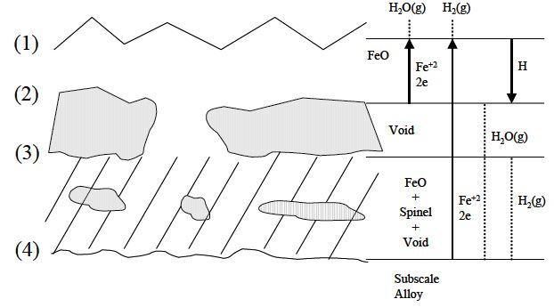 Schematics of typical Fe-Cr steam oxidation dissociation mechanism